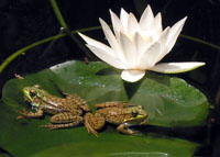 frogs are life